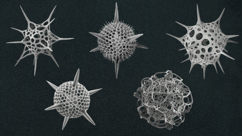 How the Discovery of Single-Celled Marine Organisms Resulted in One of the Most Influential Illustrated Books Ever Published