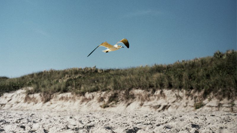 Birding on the Beach: Why Fall and Winter Are Great Times to Bird Watch