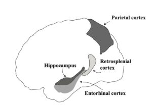 Literary Hub » How the Human Brain Actually Gets Us From Point A to Point B