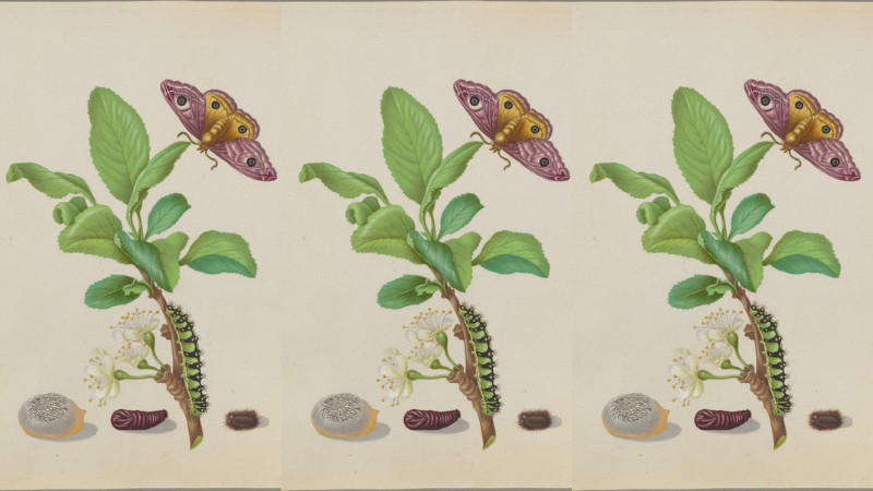 What Our Continual Desire For Transformation Reveals About Ourselves