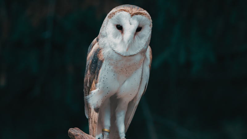 “Tremor,” a Poem by Fatema Abdoolcarim