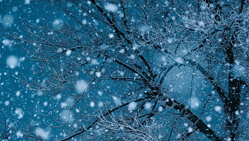 Crony Henry, Daddy Henry, Lady Henry, Henry Incinerator: Seven Poetry Books to Read This December