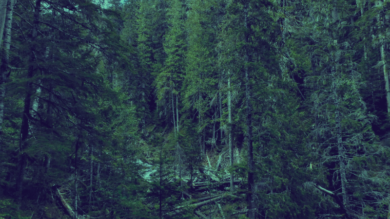 Why Clearing Stormfall <br>With a Chainsaw is a Lot Like Writing Prose