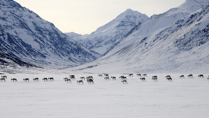 Nobody Knows Why the Caribou Are Disappearing