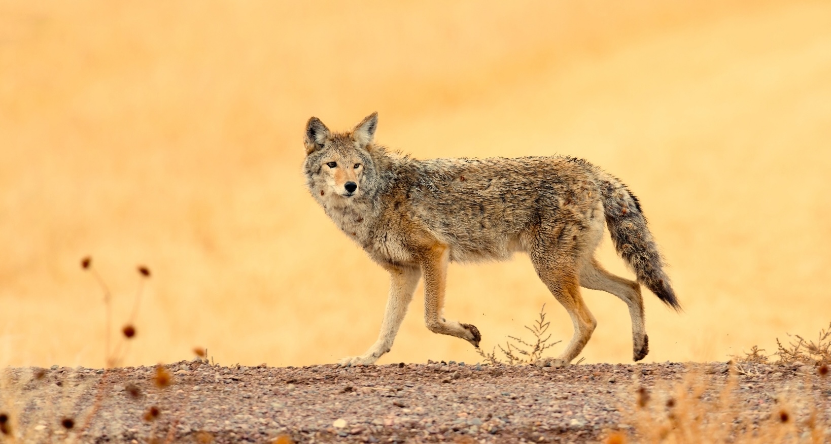 How Los Angeles and Chicago Came to Appreciate Their Coyote Neighbors