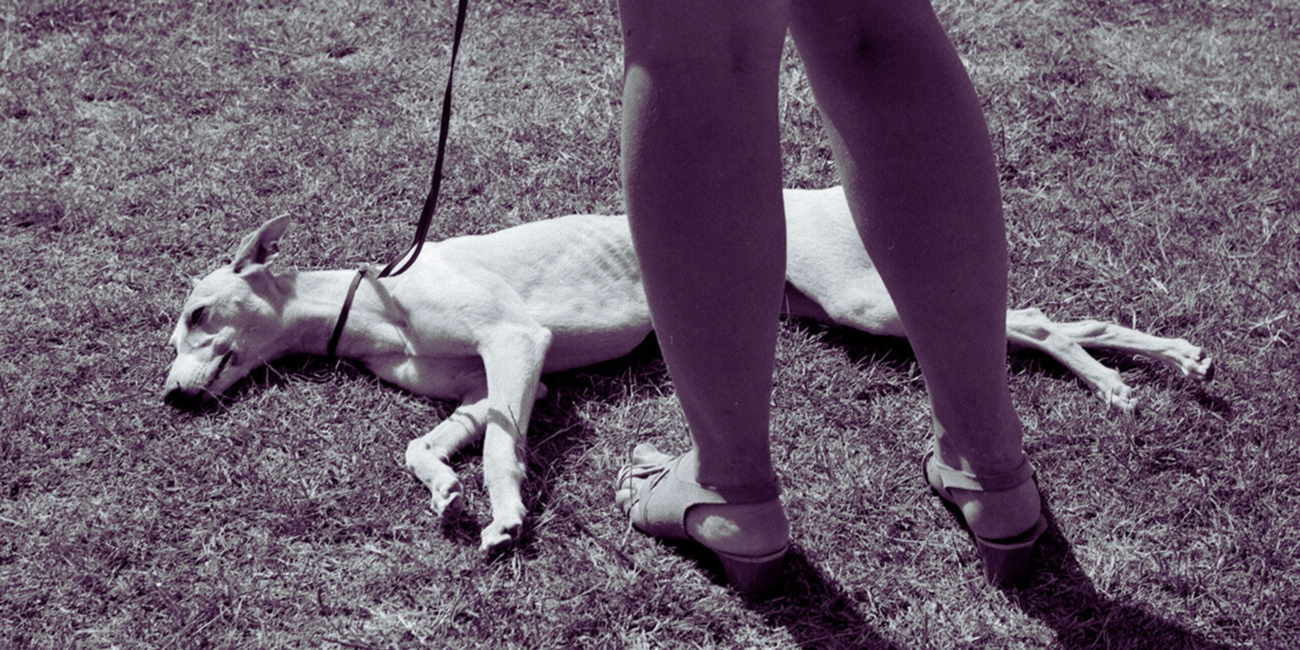 “Talking Dog.” A Poem by Danniel Schoonebeek