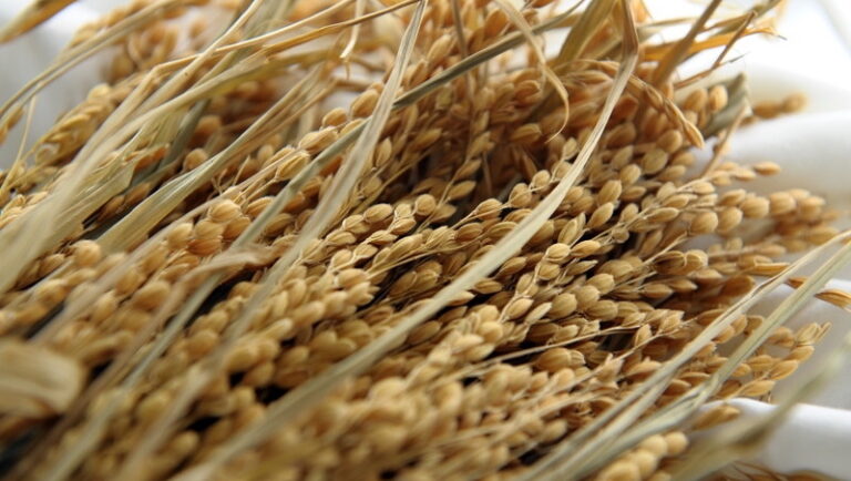 The Origin of Our Species: How Grains and Grasses Fed (and Still Feed) Humankind