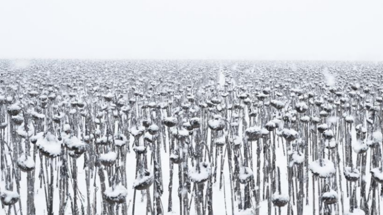 “This Simple Machine,” a Poem By Daniel Moysaenko