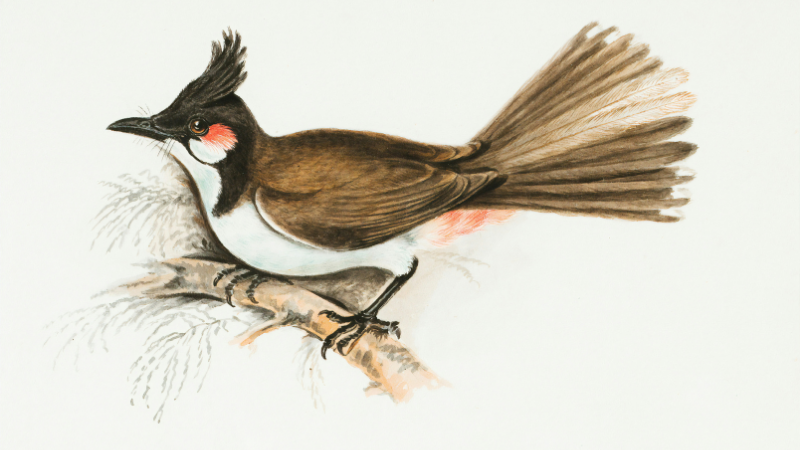 Six Essential Books About Birds