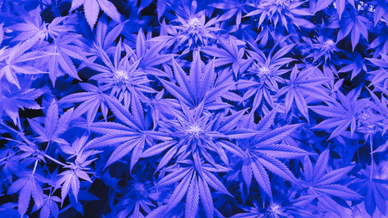 The Scent of Rebellion: How Cannabis Became the Drug of Choice For the Counterculture