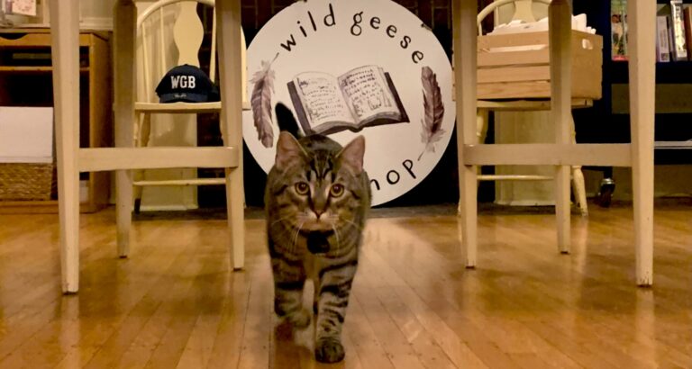 Meet These Delightful Bookshop Cats (and One Dog!)
