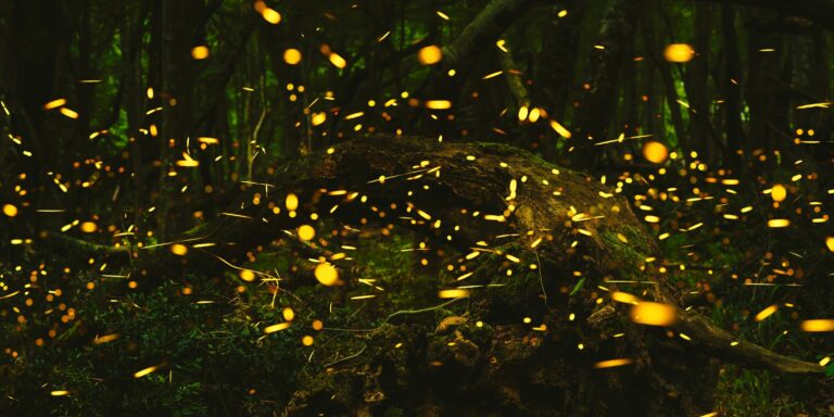 Read “Firefly Ars Poetica,” a Poem by Aimee Nezhukumatathil