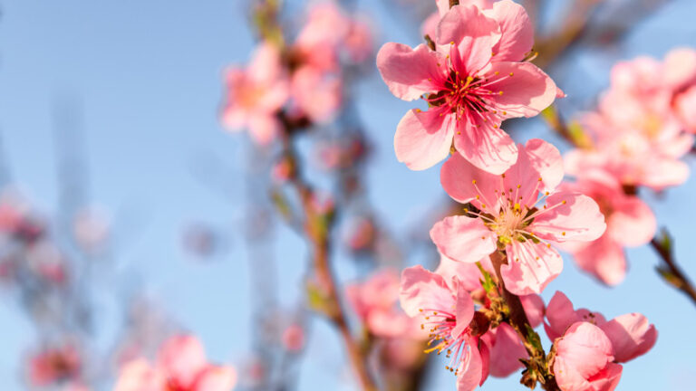 One great poem to read today: Li-Young Lee’s “From Blossoms”