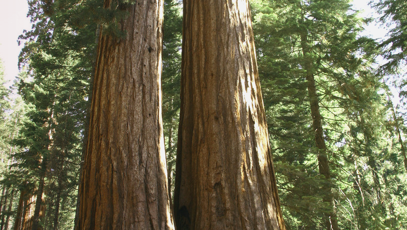 A Poem by Christopher Kondrich