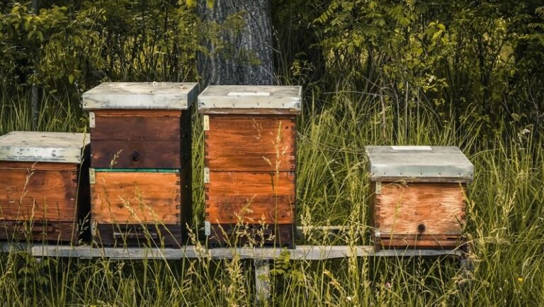 How Bees Came to the United States and Changed Our Landscape
