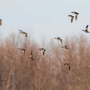“Our Damage Doesn’t Define Us.” What We Owe to the Natural World and Each Other