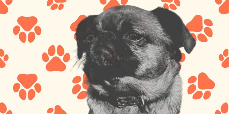 I Thought I Had Nothing to Write About. Then I Got a Dog.