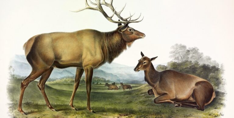 The Man Who Killed the Last Eastern Elk in America