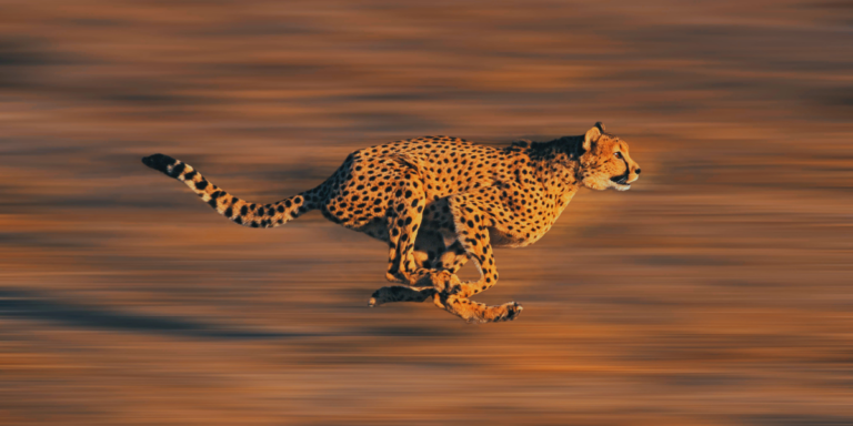 On the Speed of Animals, Airborne and Earthbound