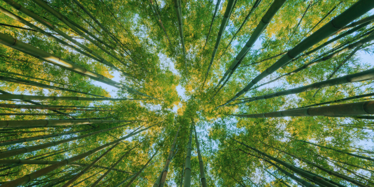“The Forest is the Therapist.” On the Art of Noticing