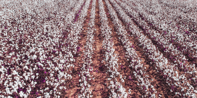 The Crops That Created America (Mostly Came From Africa)