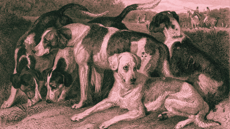 Lauren Acompora 7 Books About Deep Human-Animal Connections