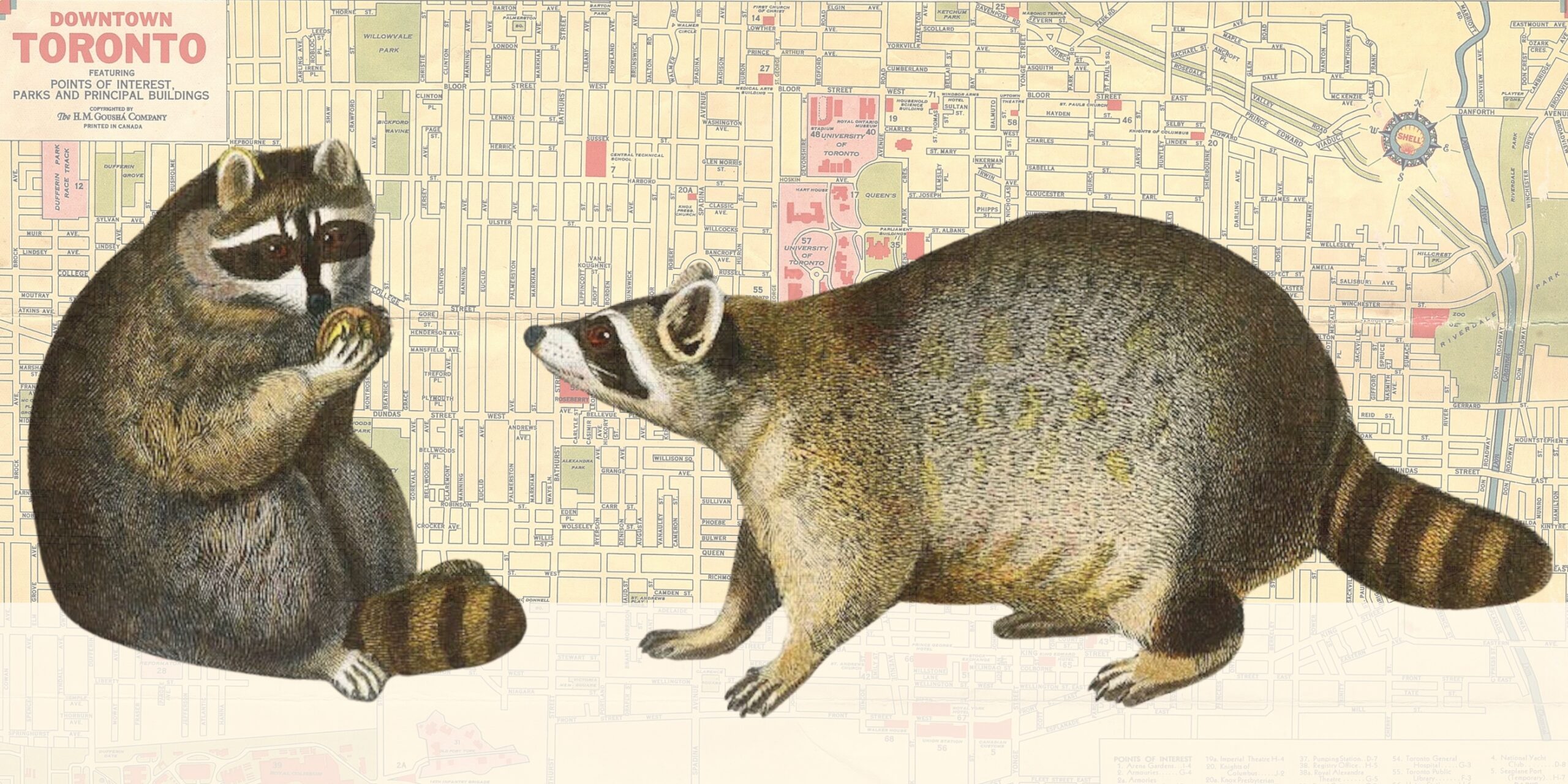 Welcome to Toronto, World Capital of the Urban Raccoon