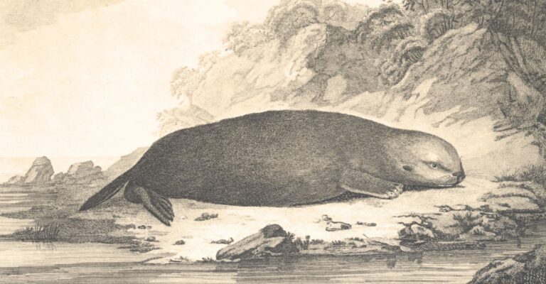 The Sea Otter and the Abalone: On the Intertwined Fates of California’s Wildlife