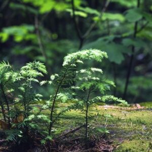 Can Plants Feel Pain? On the Dynamic Sensitivity of the Vegetal World