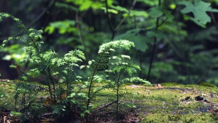 Can Plants Feel Pain? On the Dynamic Sensitivity of the Vegetal World