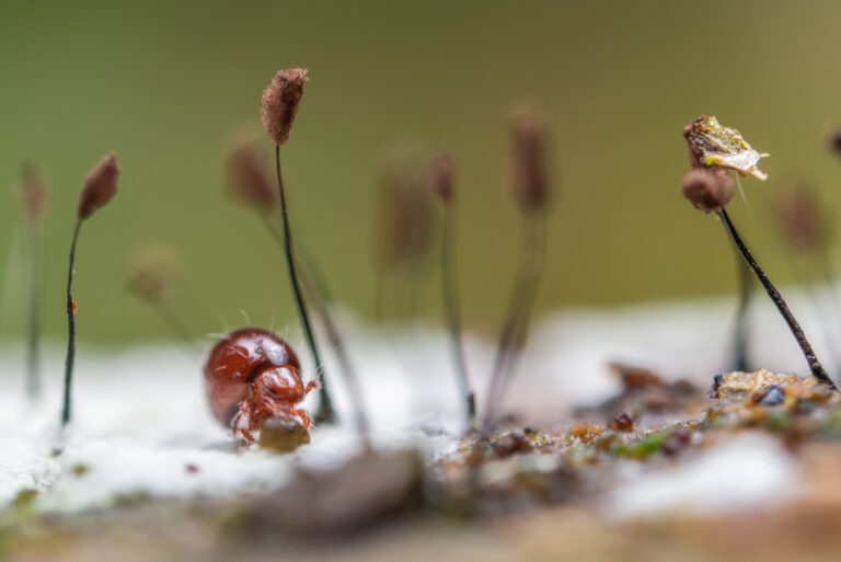 What Happens When Humans Show Up: On the Ecosystem Beneath Our Feet