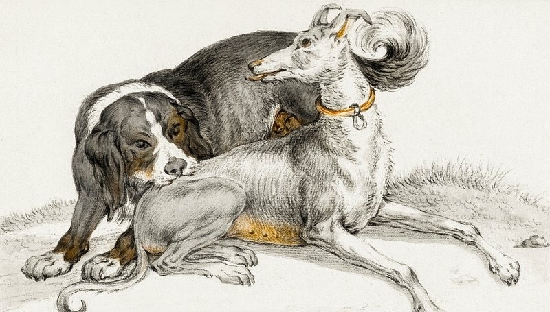 How I Learned to Love My Dog By Observing His Behavior