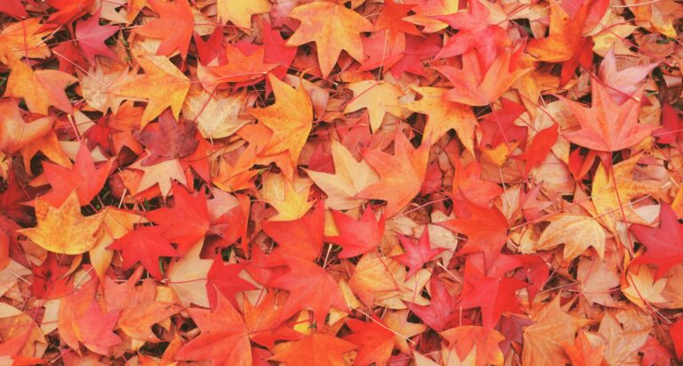 “Ode to a Leaf Blower,” a Poem by Jill Bialosky