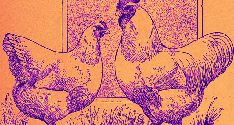 Why the Broiler Chicken Is the True Symbol of the Anthropocene