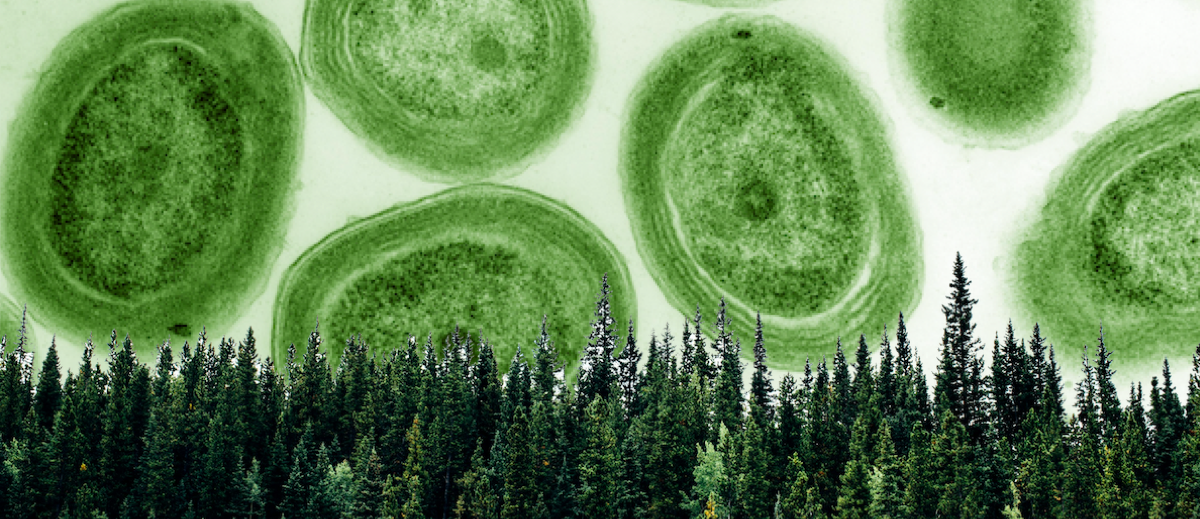 Trees Before Trees: A Natural History of Billions of Years of Plant Evolution