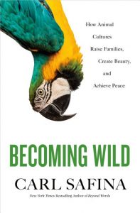 Becoming Wild: How Animal Cultures Raise Families, Create Beauty, and Achieve Peace_Carl Safina