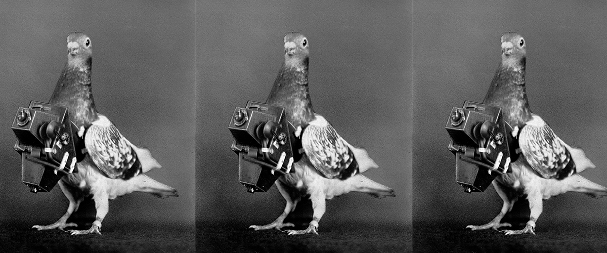 War Pigeons: The Humble Heroes Behind His Majesty's Secret Service ‹  CrimeReads