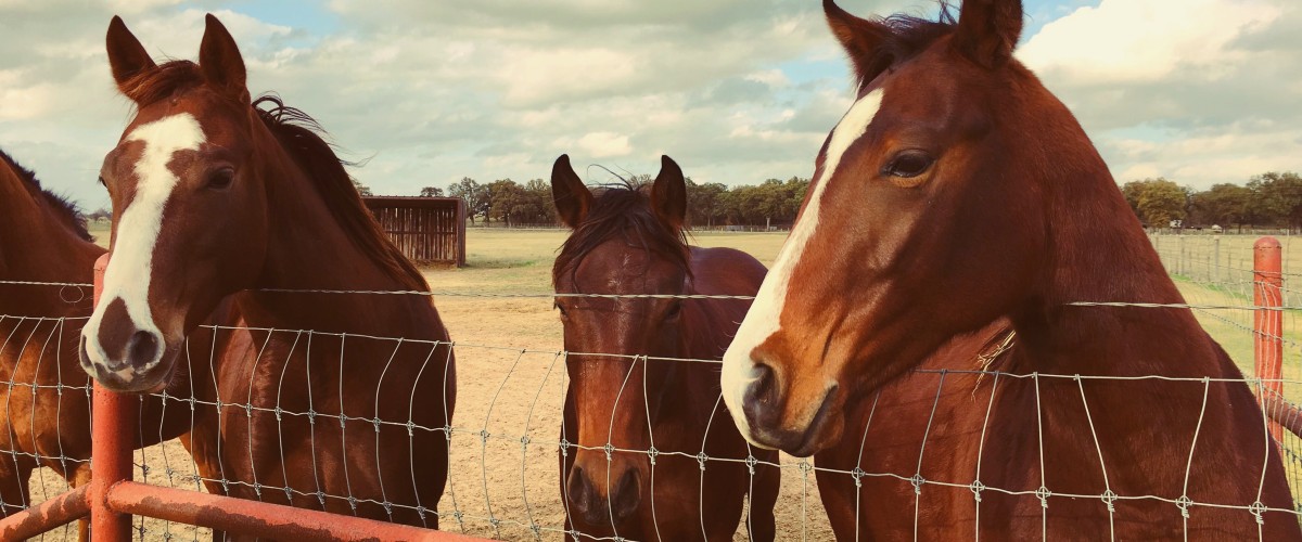 Villains and Victims: The Role of Animals in Crime Fiction