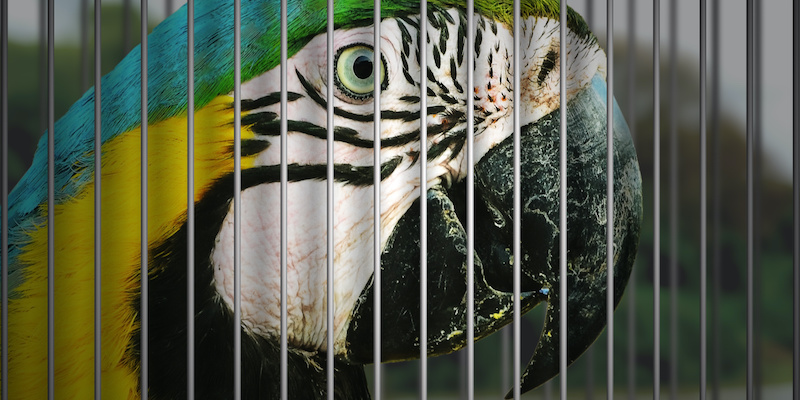 Illegal Wildlife Trade is a Multi-Billion Dollar Business ‹ CrimeReads