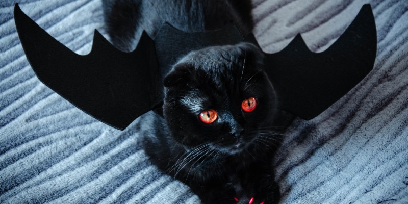 This Spooky Season, Help Us Show These “Scaredy Cats” Some Love!