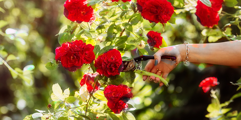 Red roses 🌹 ❤️ Unveiling the top varieties for passionate gardeners