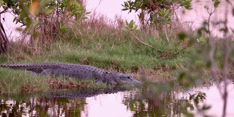 of ‹ Community Journey that Divided A Into Heart Poacher the and the Sting Everglades, CrimeReads Alligator the a